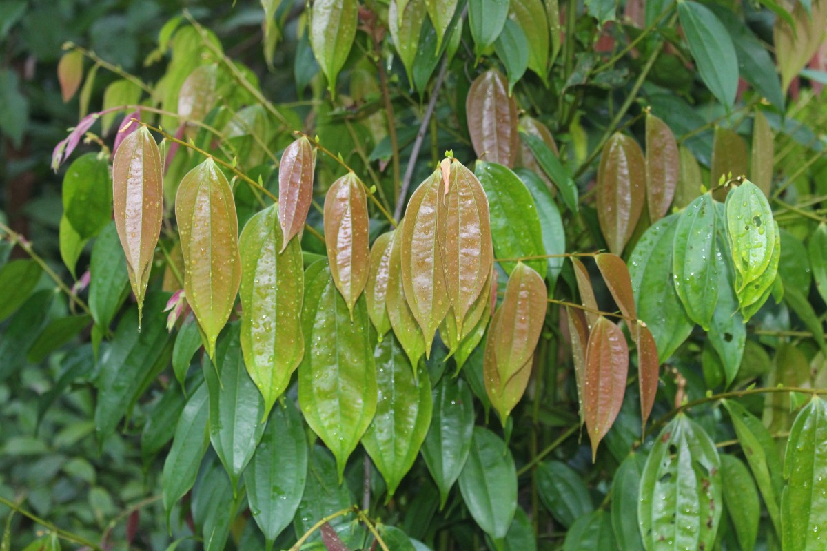 Anisophyllaceae